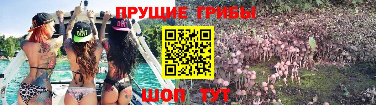 Псилоцибиновые грибы прущие грибы Артёмовский